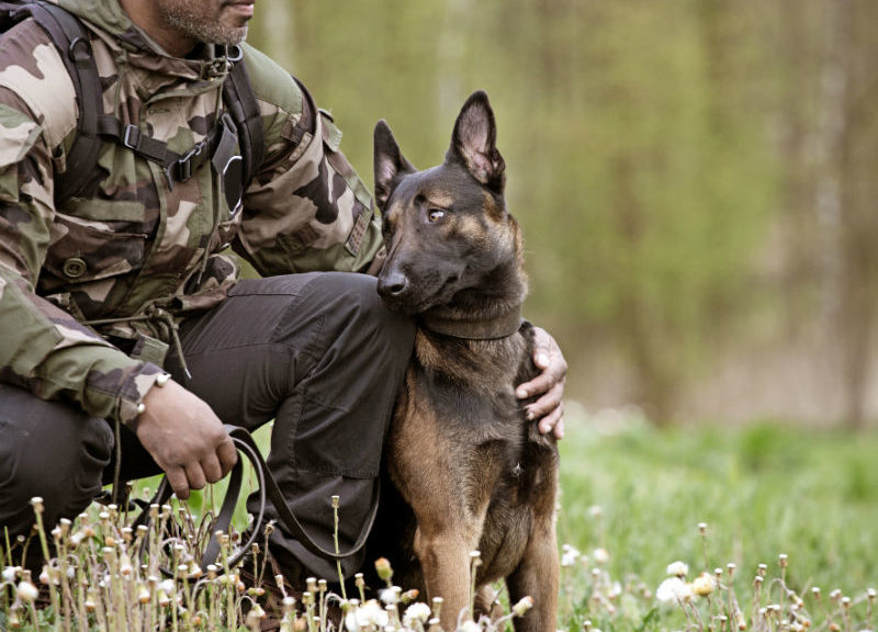 Protection Dogs: Unveiling the Canine Guardians of Today
